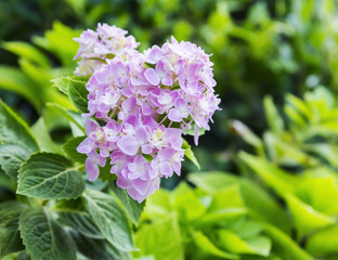 Pink hydrangea flowers in the garden