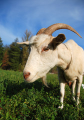 goat on the meadow