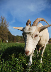 goat on the meadow