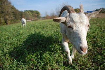 goat on the meadow