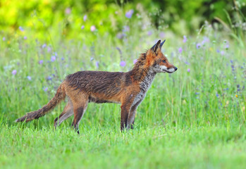 Red fox in a field