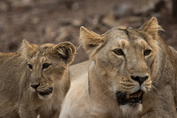 Fototapeta na wymiar Asiatic Lioness