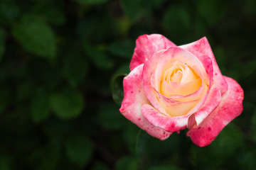 Selective focus on yellow-pink rose with green natural background.