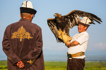 Golden eagle. Hunting
