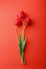 red tulips on red background