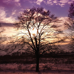 sunset and tree