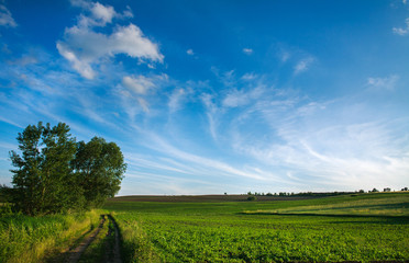 Countryside road in green fields on sky background