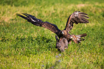 Golden eagle. Hunting
