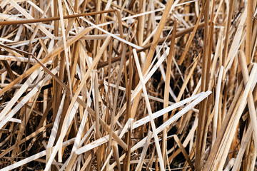 grass in autumn or spring