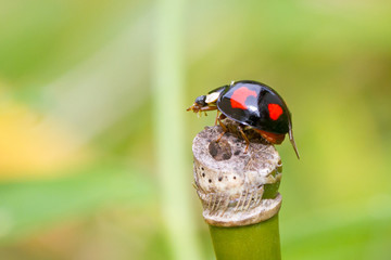 Schwarz - roter Marienkäfer © Jürgen Fälchle