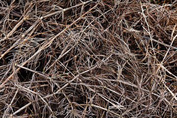 a variety of plants in the field in autumn