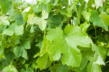 feuilles de vigne 