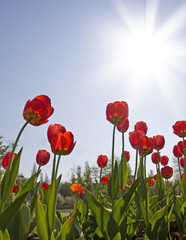red tulips and blue sky