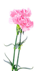 Beautiful pink Carnation flowers