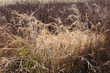 dry grass in autumn