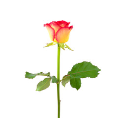 Obraz premium Beautiful single yellow red rose