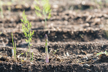 グリーンアスパラ