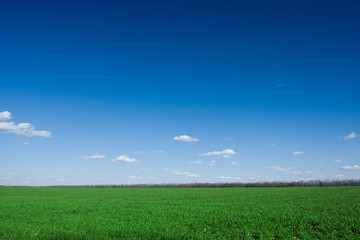 green grass and blue sky