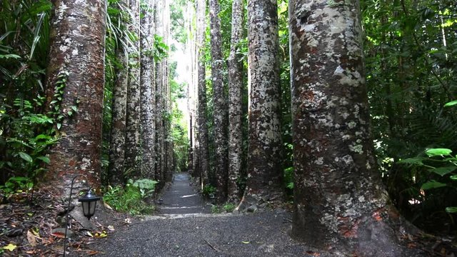 Giant Kauri trees in the tropical north of Queensland Australia