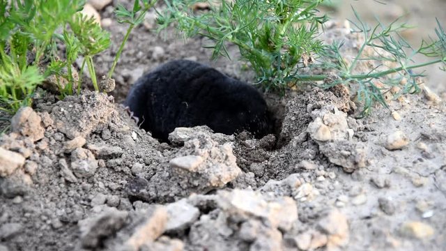 Mole in a bed in the garden. Mole - Talpa europaea