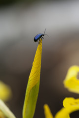 Käfer auf Blütenknospe