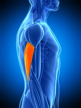 medically accurate illustration of the triceps