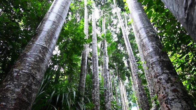 Giant Kauri trees in the tropical north of Queensland Australia