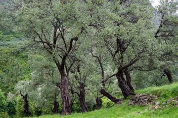 Olive trees