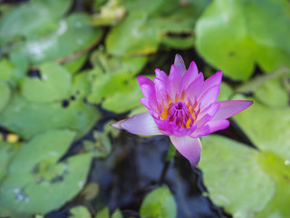Lotus flower plants
