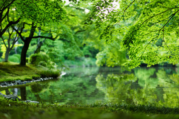 Fototapeta na wymiar 京都府立植物園　水面に写るモミジの新緑