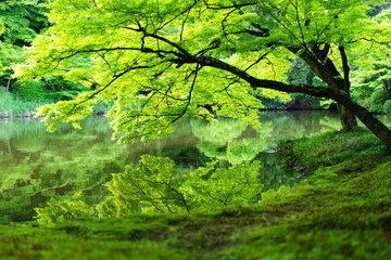 京都府立植物園　水面に写るモミジの新緑