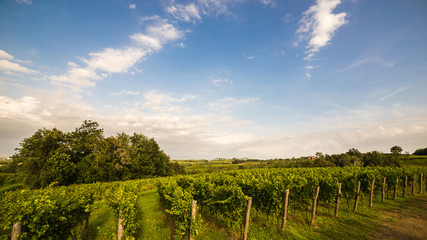 Naklejka premium grapevine field in the italian countryside