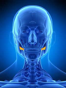 medically accurate illustration of the risorius