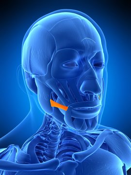 medically accurate illustration of the risorius