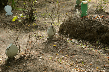 Tombstone and graves