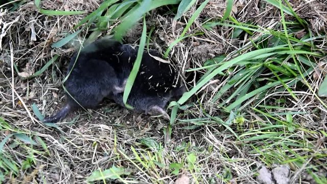 Mole in grass. Mole - Talpa europaea