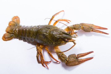 Crayfish isolated on white