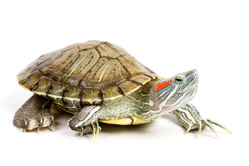 Obraz premium Funny green turtle