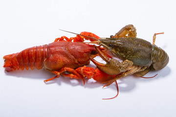 Crayfish on a white background.