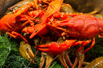  Crayfish isolated on white