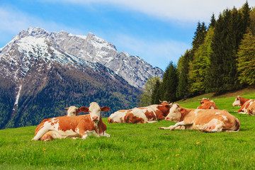 Herd of cows graze in a pasture in the Alps.