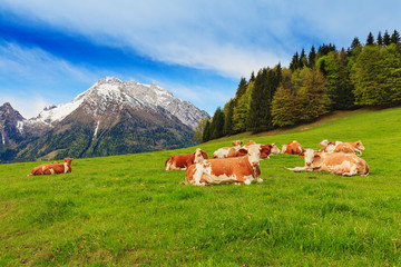 Herd of cows graze in a pasture in the Alps. © gkrphoto