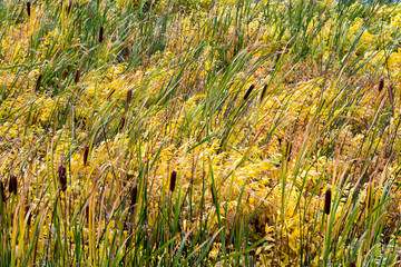 Common Bulrush (Typha latifolia) © philipbird123