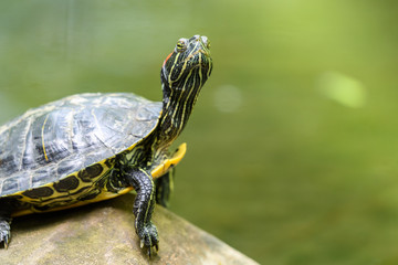 Obraz premium Pond Turtle Heating In The Sun On Rock In Lake Water