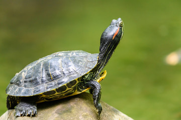 Fototapeta premium Pond Turtle Heating In The Sun On Rock In Lake Water