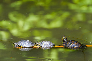 Obraz premium Pond Turtles Heating In The Sun On Wood Stick In Lake Water