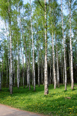 Obraz premium Beautiful birch grove.