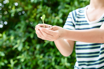 Young seedling in little hands
