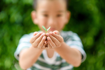 Young seedling in little hands