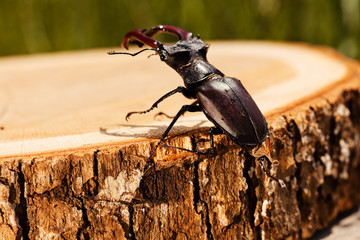 stag beetle